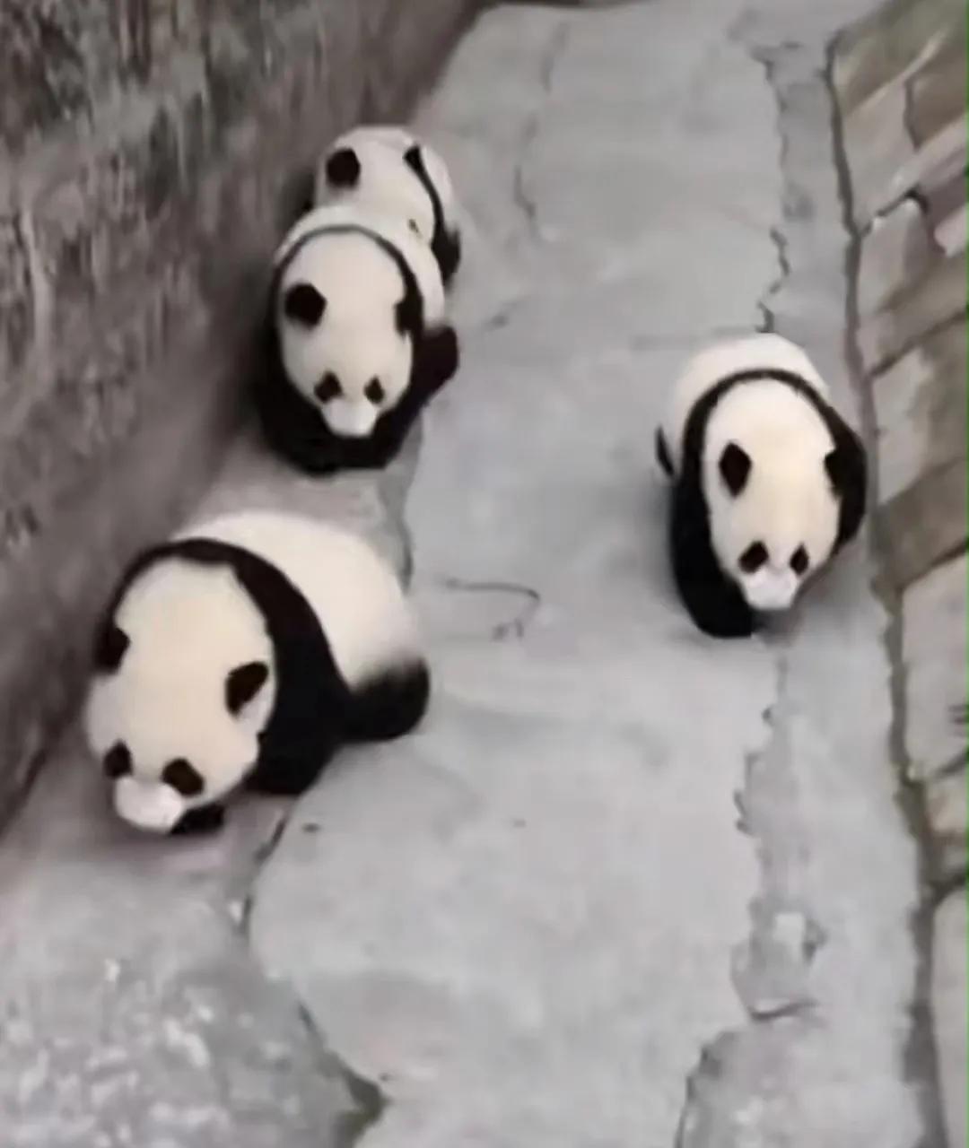 必看盘点揭秘!我玩熊猫麻将打输—真实可以装挂