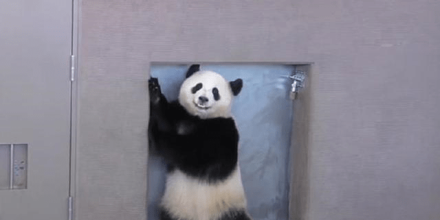 详细说明“熊猫大厅牛牛到底能不能开挂(确实有挂)-知乎