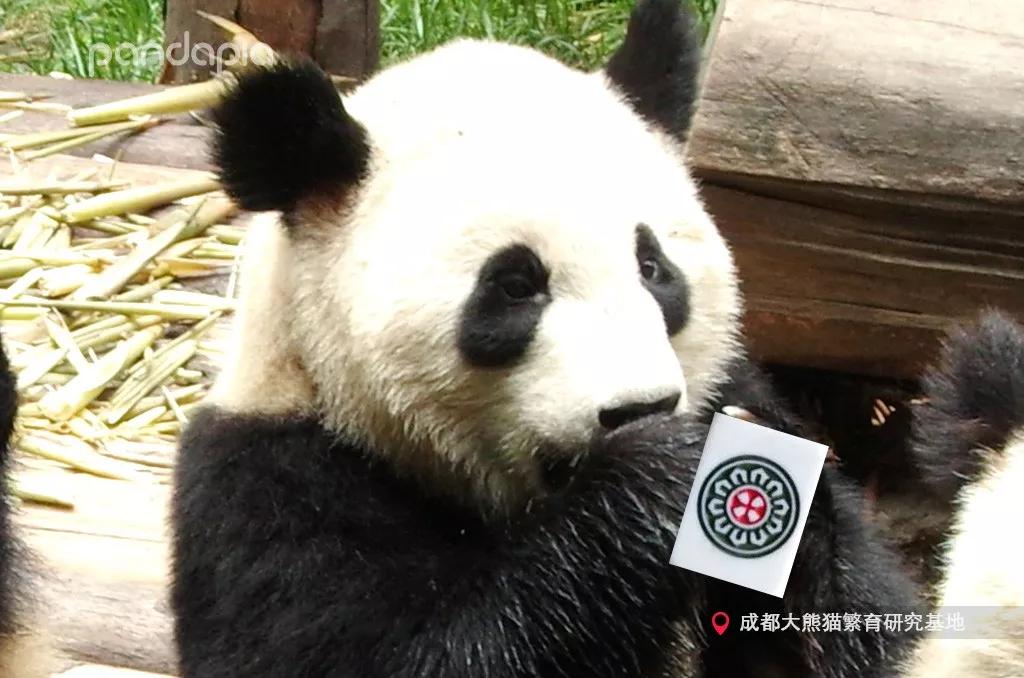 「热点资讯」熊猫麻将有没有挂在卖”其实确实有挂 