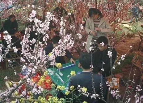 重大通报“熊猫四川麻将要怎么开挂”(确实是有挂)一知乎 