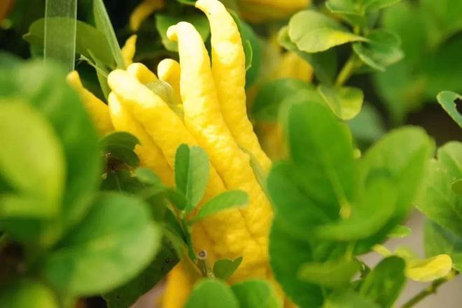 玩家实测“佛手在线有没有挂”!详细分享开挂技巧