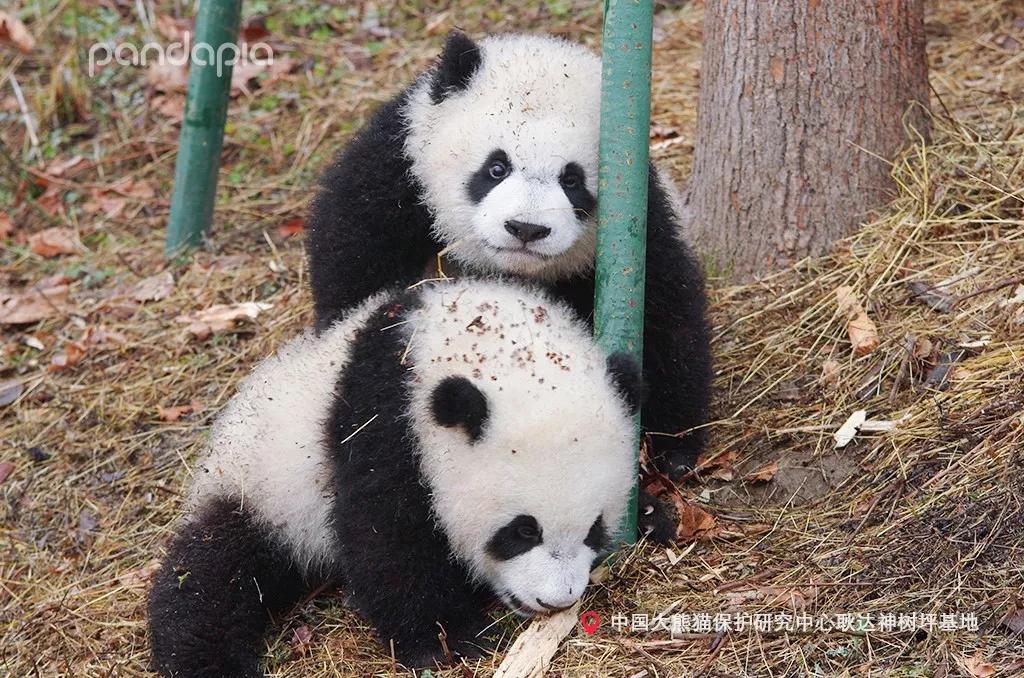 优选推荐“熊猫麻将为什么总输”(原来真的有挂)-知乎 