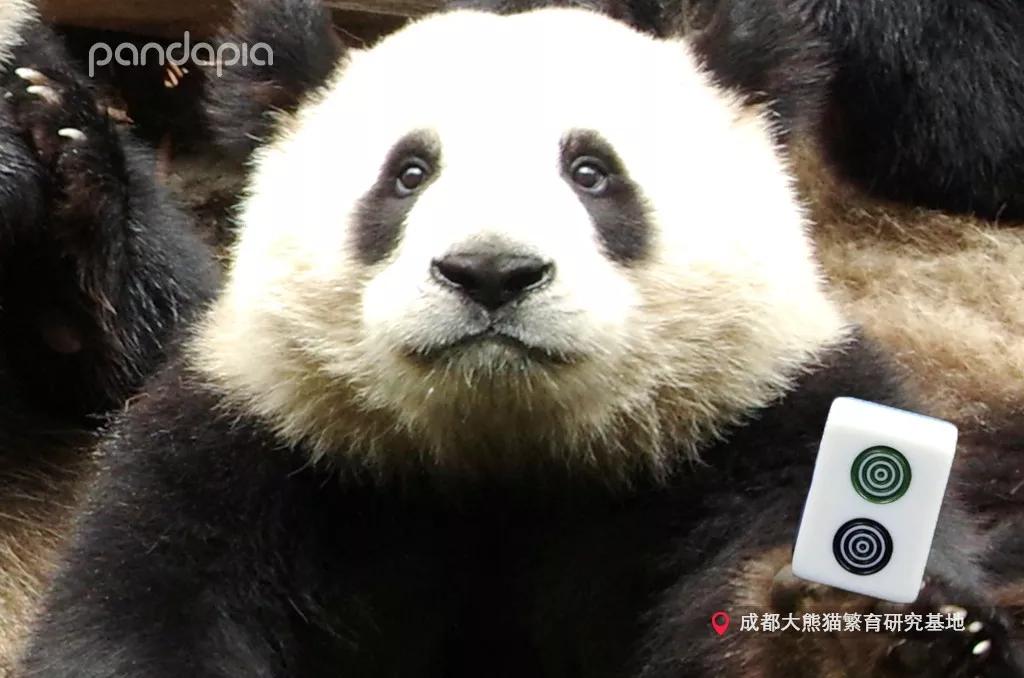 安装程序教程！功夫熊猫麻将确实有挂的(输赢设置胡牌规律)