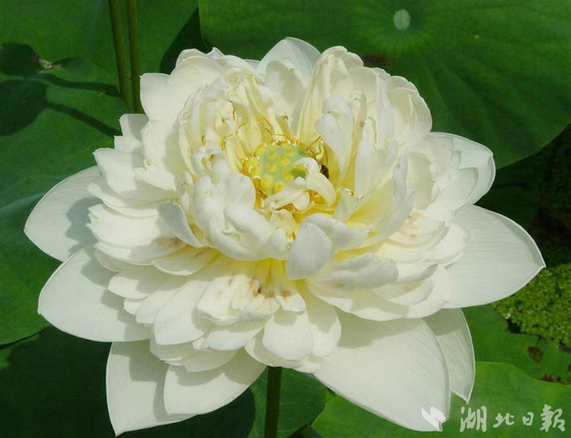 科技通报“开心武汉花真的有挂吗&quot;分享装挂步骤技巧
