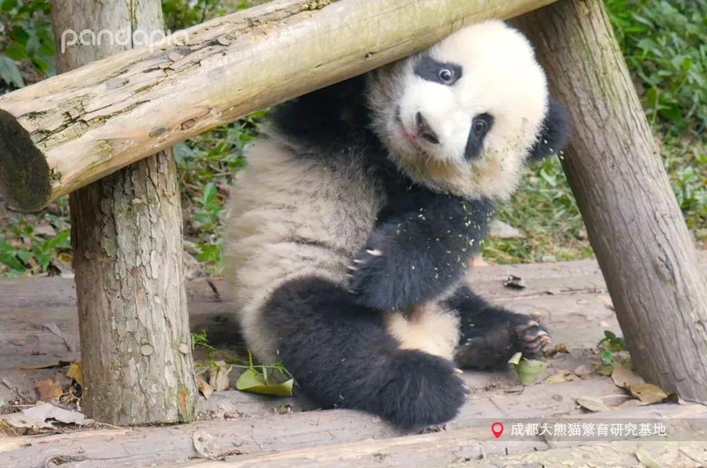 玩家必备教程熊猫麻将有没有软件可以看到对方牌”-太坑了原来有挂