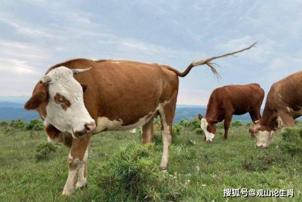 一定要牛真的有挂吗（2021一定要牛牛牛）